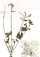 藏品(一枝黃花屬)的圖片